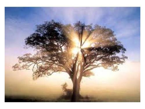 Ritual simbólico da àrvore